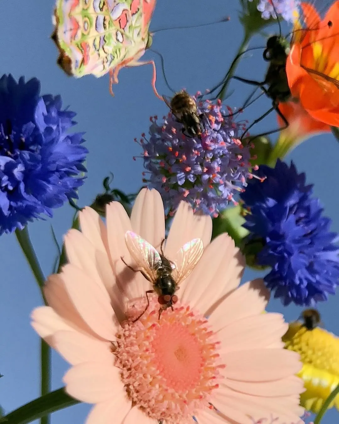 A bee on a pale flower among cornflowers