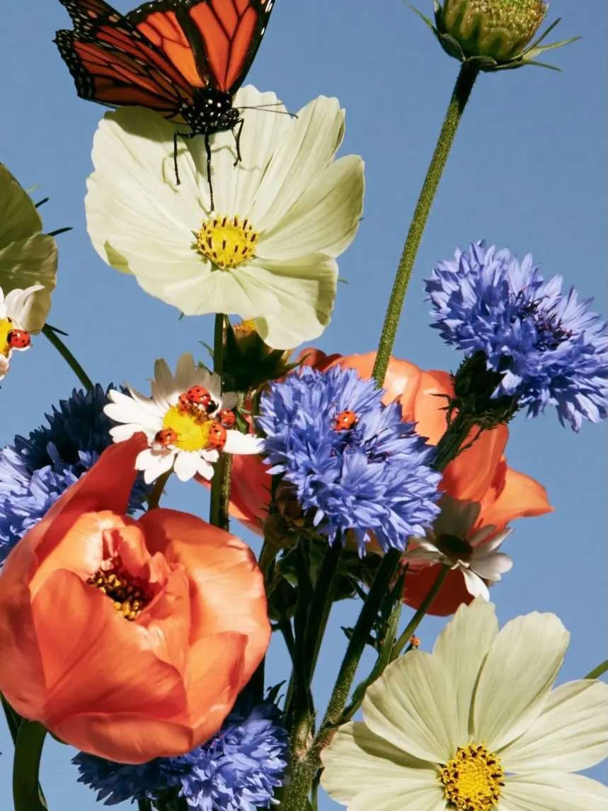 A meadow of blue cornflowers and pale poppies against the sky